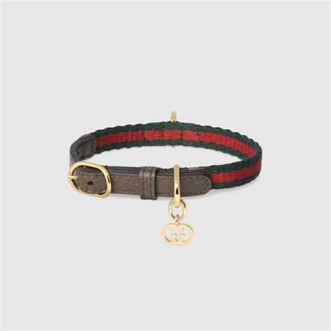 collare gucci gatto|Gucci collars for cats.